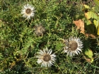 12_alpenblumen