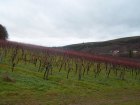 139_mosel_de-nenning