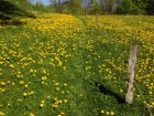 16_juraweg_blumenwiese.jpg